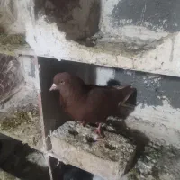 کبوتر گرفتنی|پرنده|بستان آباد, |دیوار