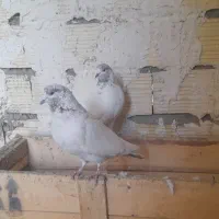 باش چیل|پرنده|ابهر, |دیوار