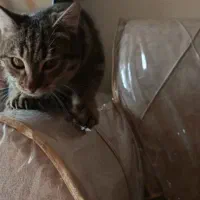 واگذاری رایگان|گربه|اصفهان, دوطفلان|دیوار