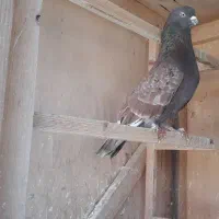 کبوتر گرو به شرط