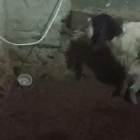 بزز|حیوانات مزرعه|بناب, |دیوار