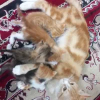 واگذاری رایگان مادر و بچه گربه