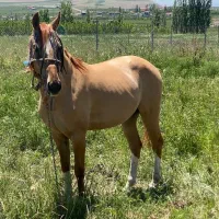 فروش فوری  اسب