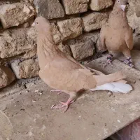 کبوتر دم سفید