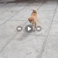 سگ پاکوتاه|سگ|جوکار, |دیوار