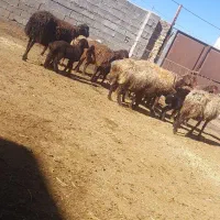 میش و بره|حیوانات مزرعه|اراک, |دیوار