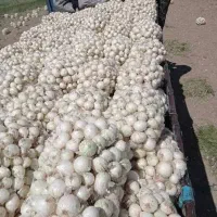 پیاز سفید و زرد فقط سر زمین|عمده‌فروشی|داران, |دیوار