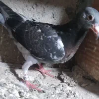 چند وقت این جوجه قاچب