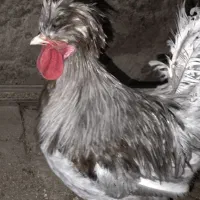 مرغ وخروس زینتی زیبا