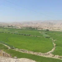 زمین برنجکاری|فروش دفتر صنعتی، کشاورزی، تجاری|دوگنبدان, |دیوار