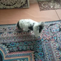 سگ پاکوتاه|سگ|مشهد, آبکوه|دیوار