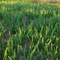 سبزی خشک نیشابور