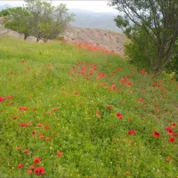تیبا الورام