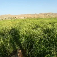 سردانه و نیم دانه هاشمی|خوردنی و آشامیدنی|اهر, |دیوار