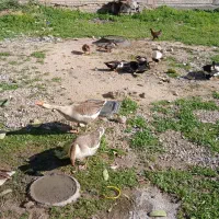 فروش اردک وغاز