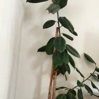 گل فیکوس|گل و گیاه طبیعی|رزن, |دیوار