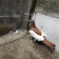 کبوتر|پرنده|گرگان, |دیوار