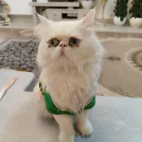 گربه پرشین با تربیت