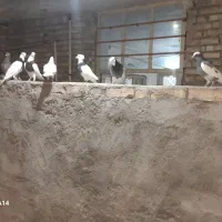 پرنده رنگی