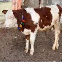 خریدار . انواع گاو گوساله گوشتی قصابی