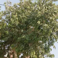 خرید چوب مرکبات