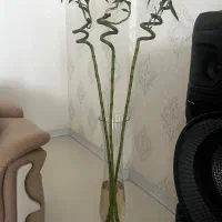 گلدان شیشه ای خارجی با گل بامبو پیچ|گل و گیاه طبیعی|مشهد, شهرک امام هادی (شهرک غرب)|دیوار