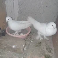 کفتر|پرنده|تبریز, |دیوار