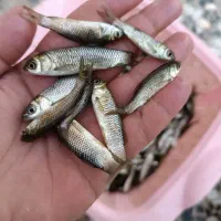 بچه آمور|ماهی|اصفهان, ابر|دیوار