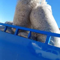 تفاله چغندر میانداب