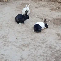 خرگوش