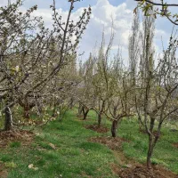 زمین باغ مسکونی دشت مشا