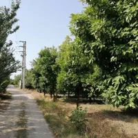 باغ مرکبات ۱۱۰۰ متری در جاده بهنمیر