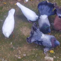 معاوصه سفید مهر کاکلی دمچتری گردن لرزون