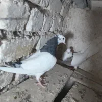 طوقی