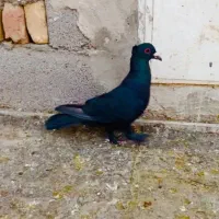 دان .کبوتر.ارزن گندم .مخلوط