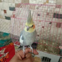 عروس هلندی