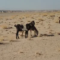 بز اصیل|حیوانات مزرعه|تربت جام, میان جام|دیوار