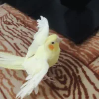 عروس هلندی ماده|پرنده|شیروان (خراسان), |دیوار