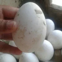 تخم مرغ|حیوانات مزرعه|سیمین شهر, |دیوار