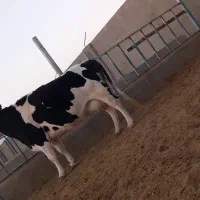 گاوشیری وتلیسه ابستن|حیوانات مزرعه|باشتین, |دیوار