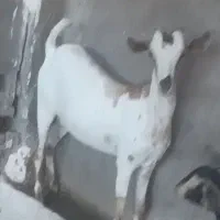 فروش کهر ابستن