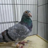 کبوتر کبوت هفت رنگ قواره دار