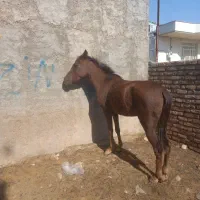 اسب قهوای ۲ ساله|اسب و تجهیزات اسبسواری|خرمآباد, |دیوار