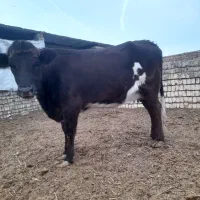 گاو ، گوساله، ماده|حیوانات مزرعه|جعفرآباد, |دیوار