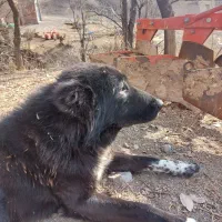 سگ قهدریجانی|سگ|چهاردولی, |دیوار