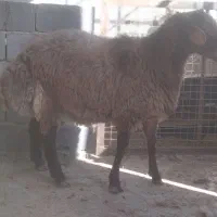 قوچ و بره‌قوچ‌های همو|حیوانات مزرعه|بجنورد, |دیوار