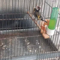 ماده جوجه قفس جفتی سهره مست پا و نوک سفید تن نرفته