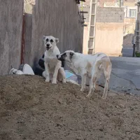 سگ گله|سگ|پاکدشت, پارچین|دیوار