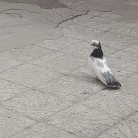 کفتر دوکت نر گردن اسبی