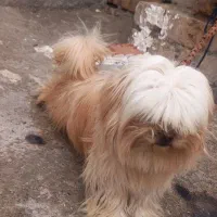 سگ شیتزو|سگ|کرمانشاه, |دیوار